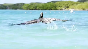 Pelicano Isla Contoy
